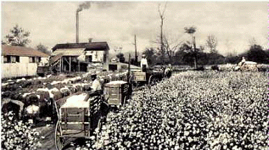 taking cotton to the gin